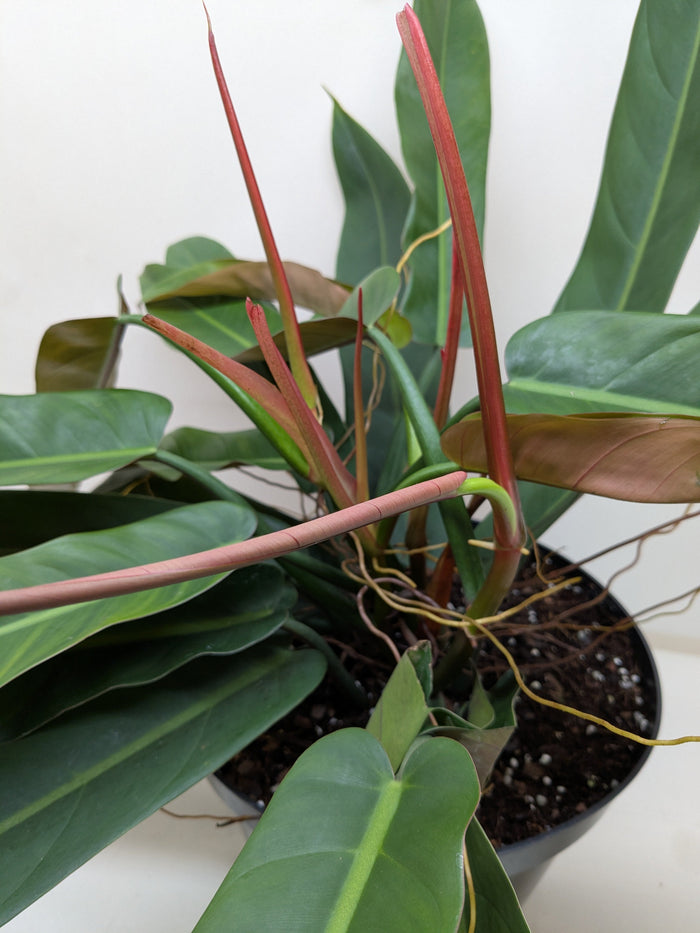 Philodendron Bicolor with long two-toned green climbing leaves on nursery stake
