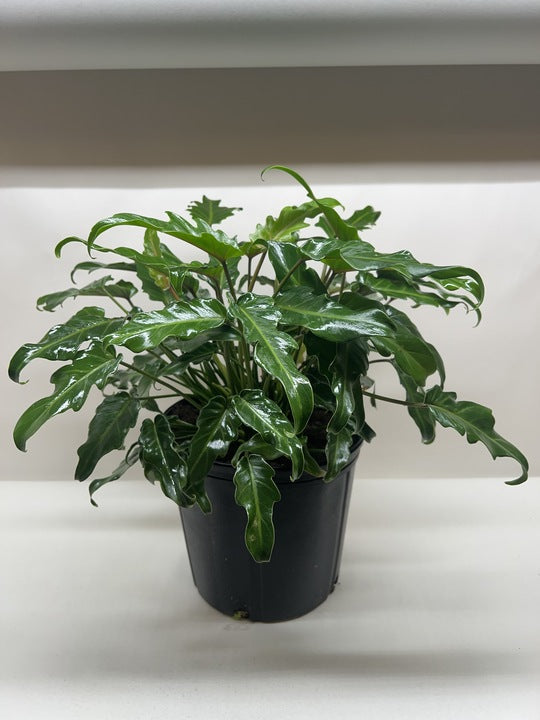 Philodendron Xanadu with large glossy deeply-lobed green tropical leaves in nursery pot