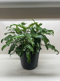 Philodendron Xanadu with large glossy deeply-lobed green tropical leaves in nursery pot