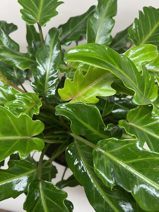 Philodendron Xanadu with large glossy deeply-lobed green tropical leaves in nursery pot