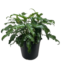 Philodendron Xanadu with large glossy deeply-lobed green tropical leaves in nursery pot
