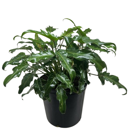 Philodendron Xanadu with large glossy deeply-lobed green tropical leaves in nursery pot