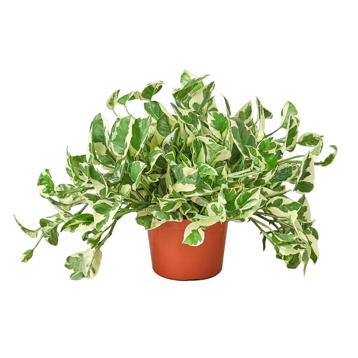 Pothos N'Joy trailing vine with crisp white and green variegated leaves in nursery pot