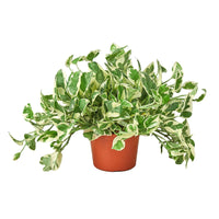 Pothos N'Joy trailing vine with crisp white and green variegated leaves in nursery pot