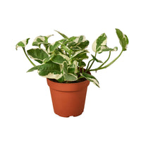 Pothos N'Joy trailing vine with crisp white and green variegated leaves in nursery pot