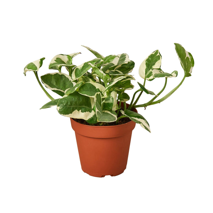 Pothos N'Joy trailing vine with crisp white and green variegated leaves in nursery pot