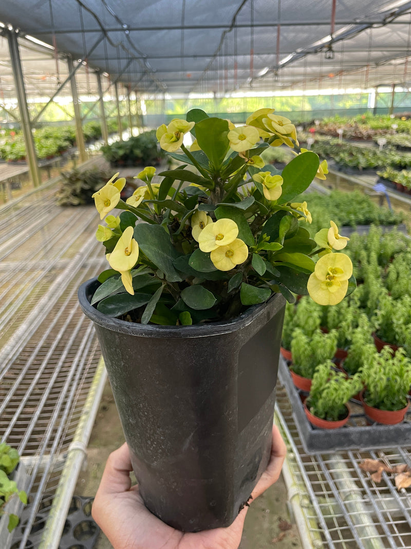 is crown of thorns a cactus or succulent Crown of Thorns