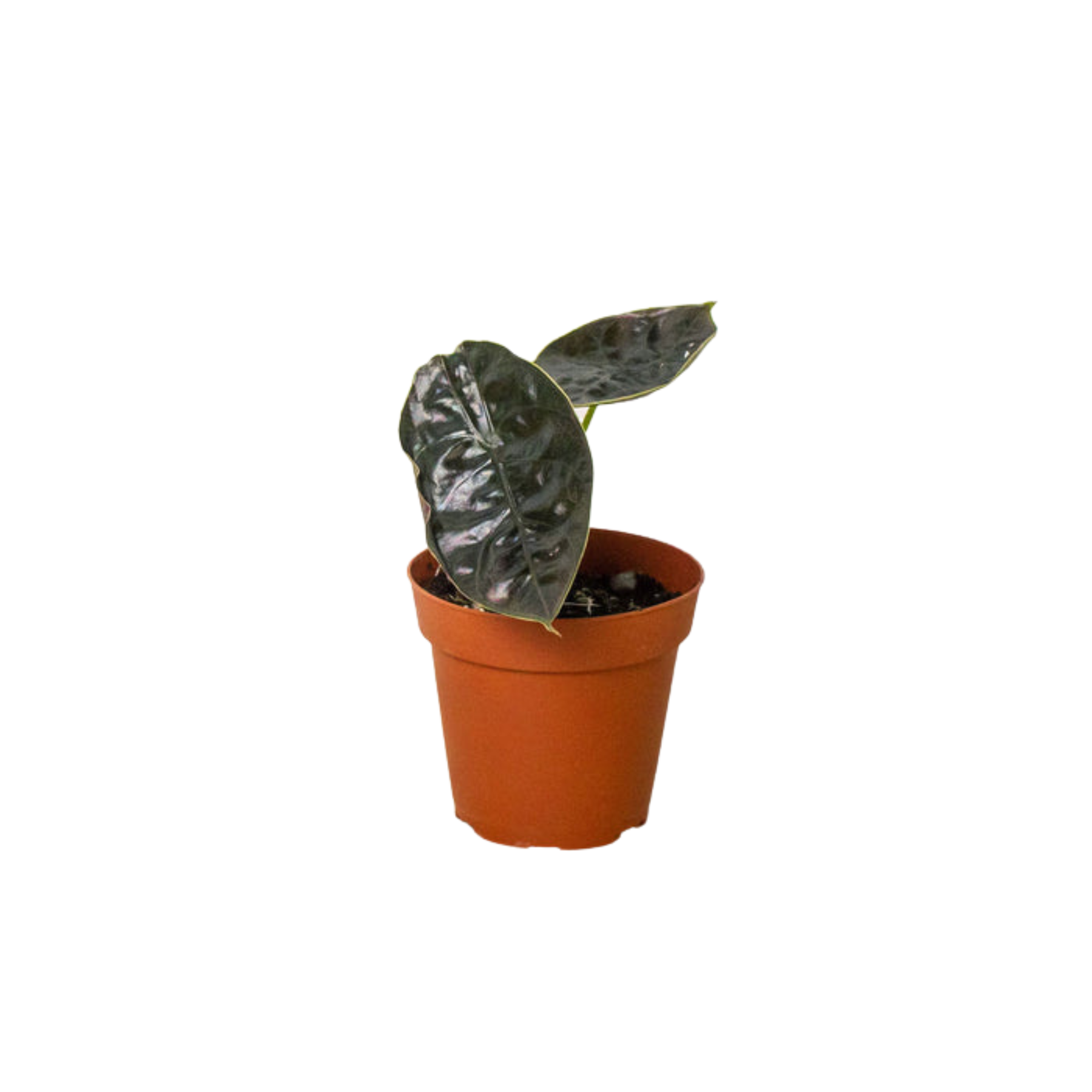 Alocasia Red Mambo | Bold Red-Stemmed Elephant Ear – The Plant Stylist