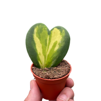 Hoya Heart Flame