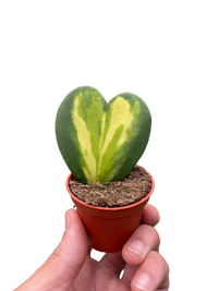 Hoya Heart Flame