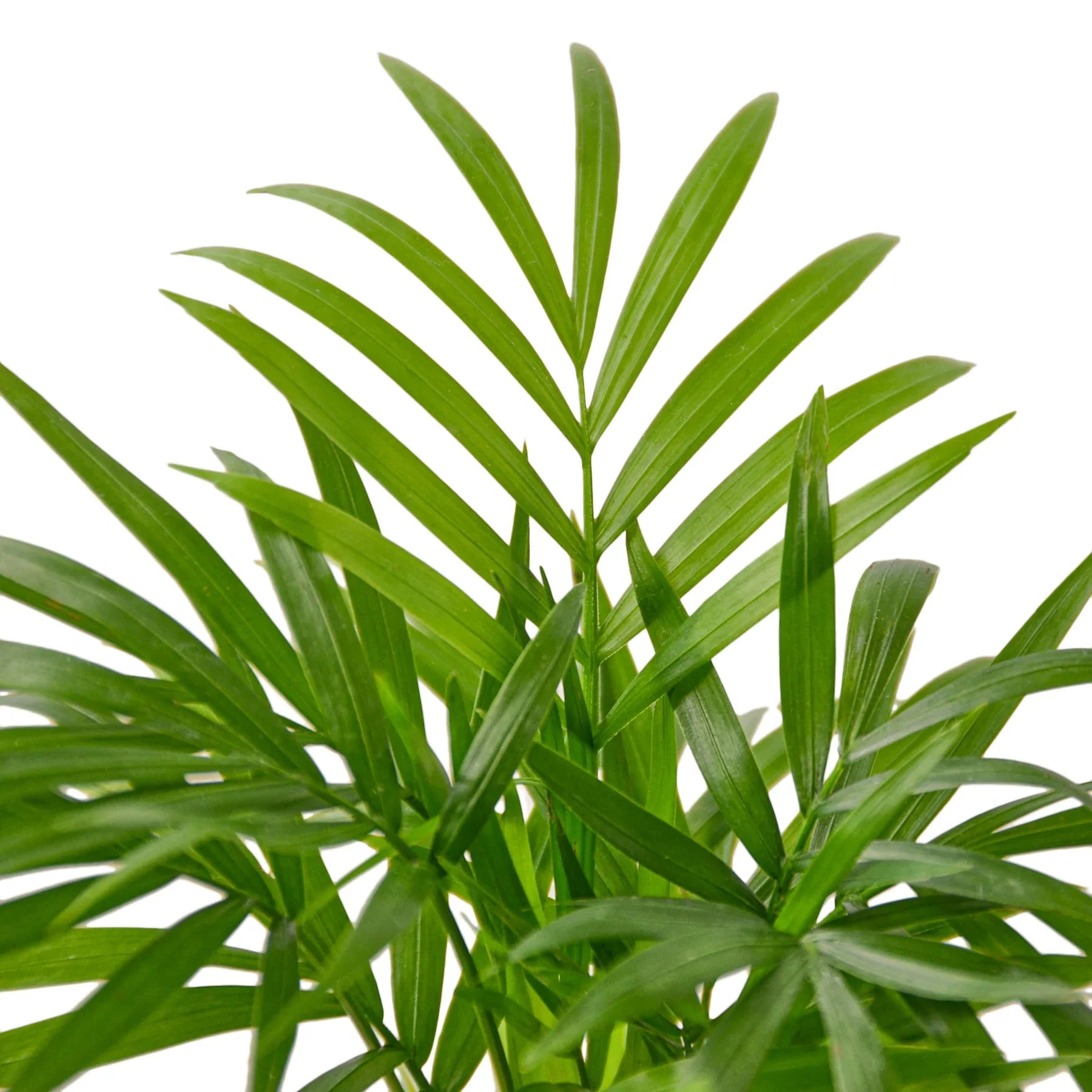 parlor palm low light Parlor Palm Low Light Pet Safe