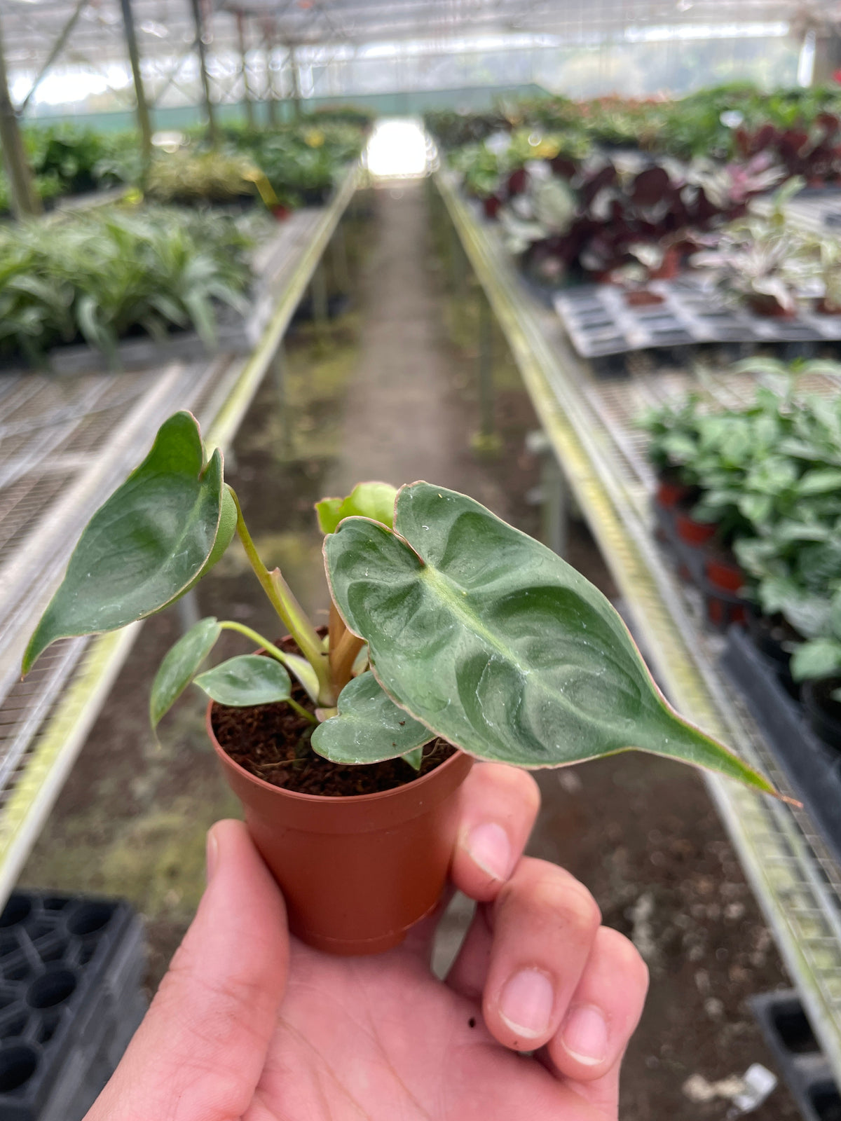 philodendron long narrow leaves Philodendron Billietiae