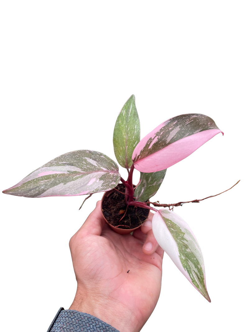 Philodendron 'Marble Pink Princess'