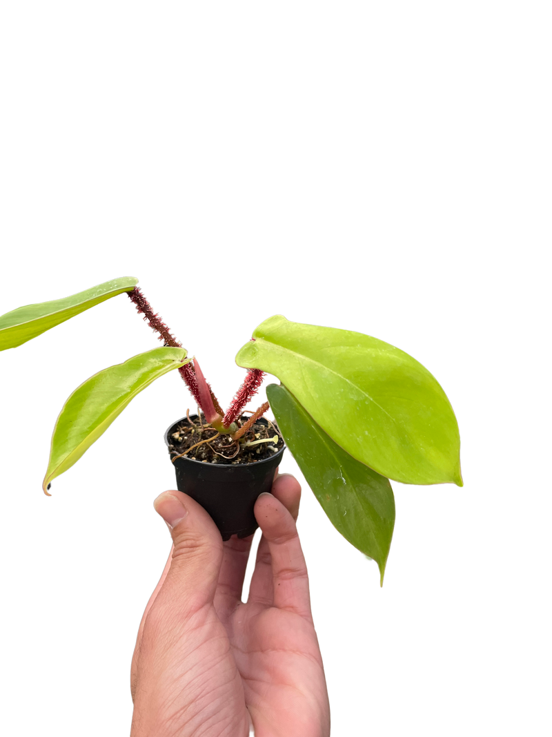 philodendron hairy Philodendron 'Squamiferum'