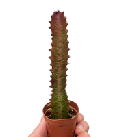 Succulent Euphorbia 'Trigona Rubra'