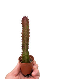 Succulent Euphorbia 'Trigona Rubra'