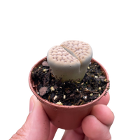Lithop Living Stone