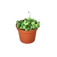 Succulent 'String of Pearls'
