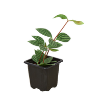 Peperomia 'Parallel'