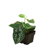 Pothos 'Satin'