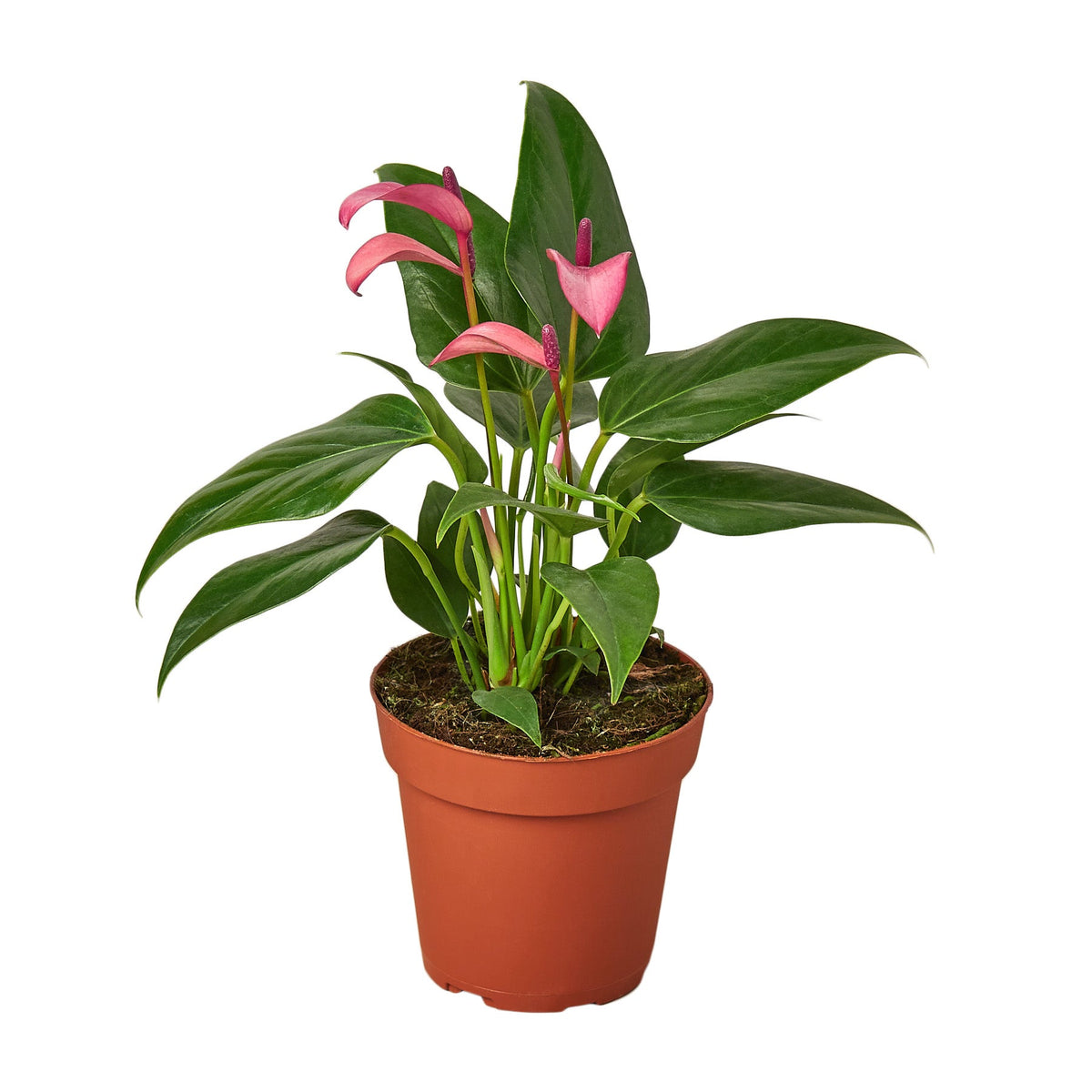 anthurium flower spathe Anthurium Purple 4"