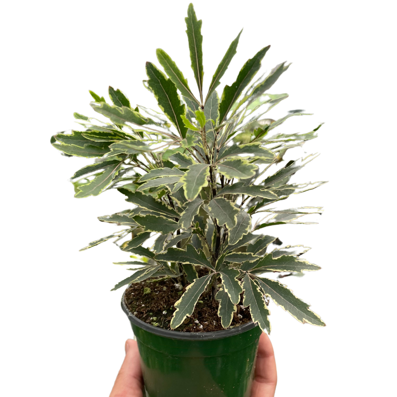 Aralia 'Bianca'