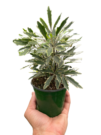 Aralia 'Bianca'