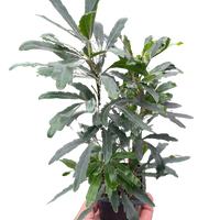 Aralia 'Green'