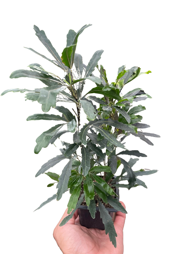 Aralia 'Green'