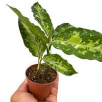 Chinese Evergreen Pictum Tricolor