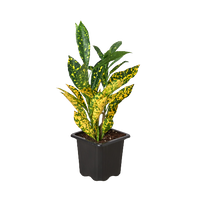 Croton 'Gold Dust'