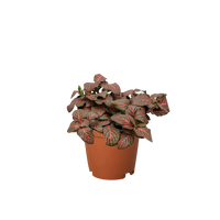 Fittonia 'Red'