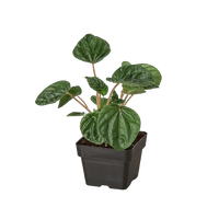 Peperomia 'Ripple'