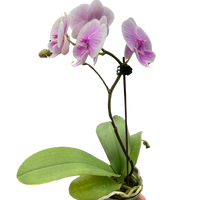 Orchid 'Light Pink Phalaenopsis'
