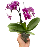 Orchid 'Purple Spotted Phalaenopsis'