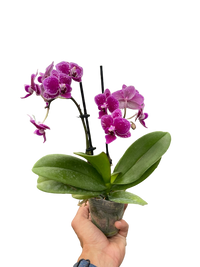 Orchid 'Purple Spotted Phalaenopsis'