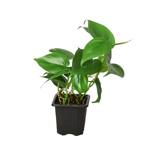Philodendron Cordatum Heartleaf trailing vine with glossy dark green heart-shaped leaves