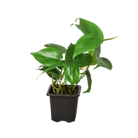 Philodendron Cordatum Heartleaf trailing vine with glossy dark green heart-shaped leaves
