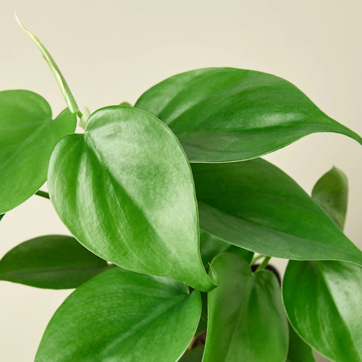Philodendron Cordatum Heartleaf trailing vine with glossy dark green heart-shaped leaves