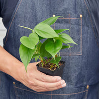 Philodendron Cordatum Heartleaf trailing vine with glossy dark green heart-shaped leaves