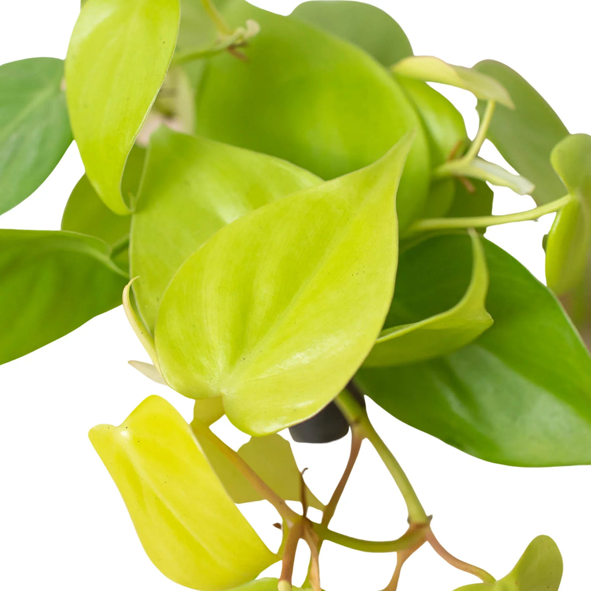 chartreuse philodendron Philodendron Neon