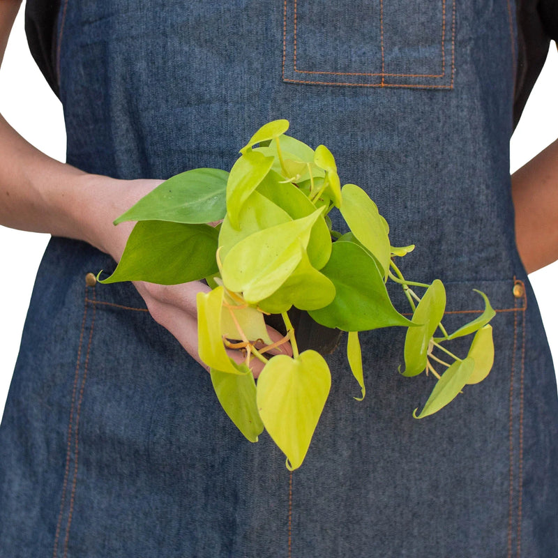 chartreuse philodendron Philodendron Neon