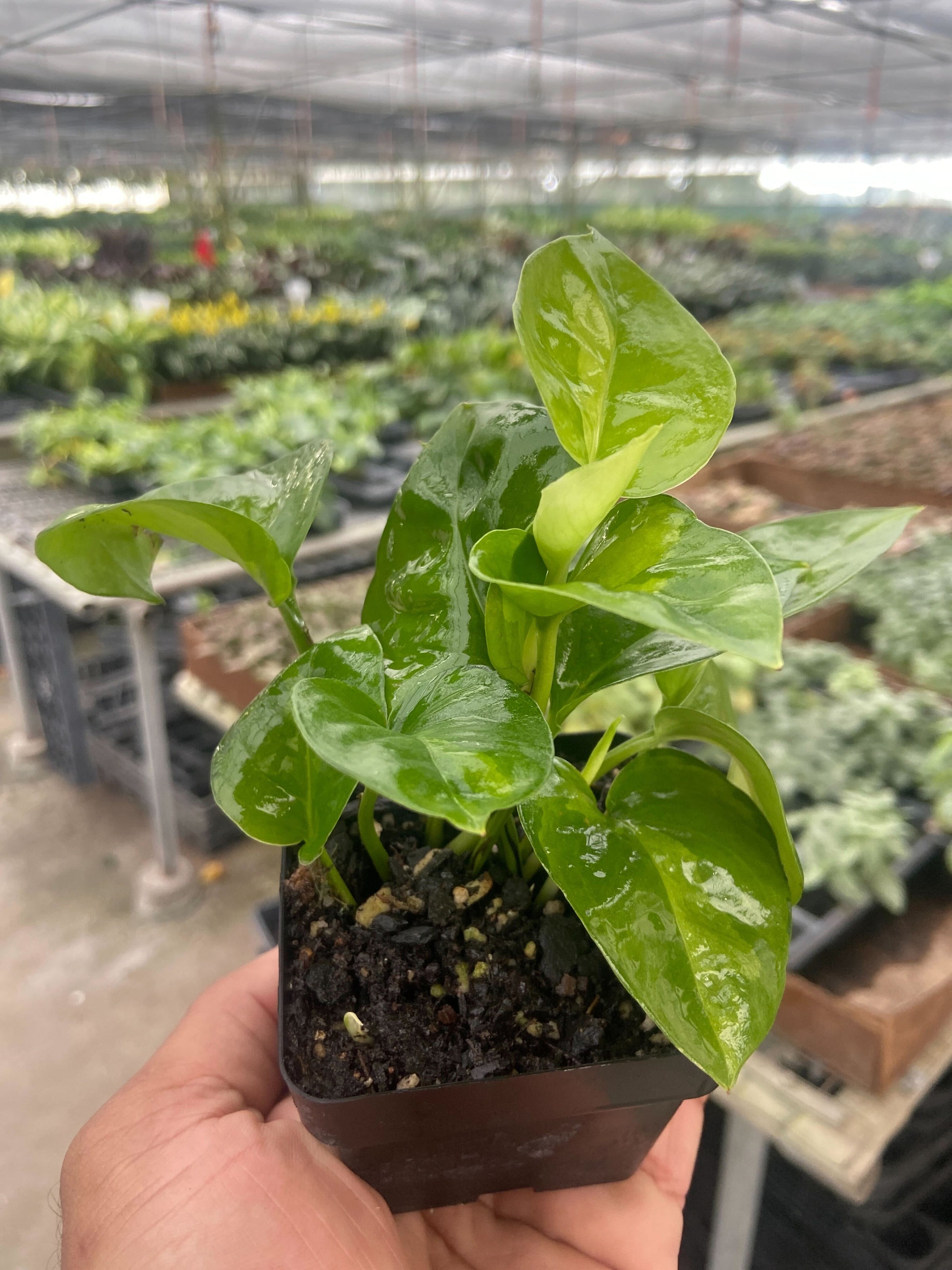 are global green pothos rare Pothos Global Green
