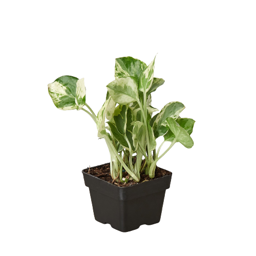 Pothos N'Joy trailing vine with crisp white and green variegated leaves in nursery pot