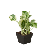 Pothos N'Joy trailing vine with crisp white and green variegated leaves in nursery pot