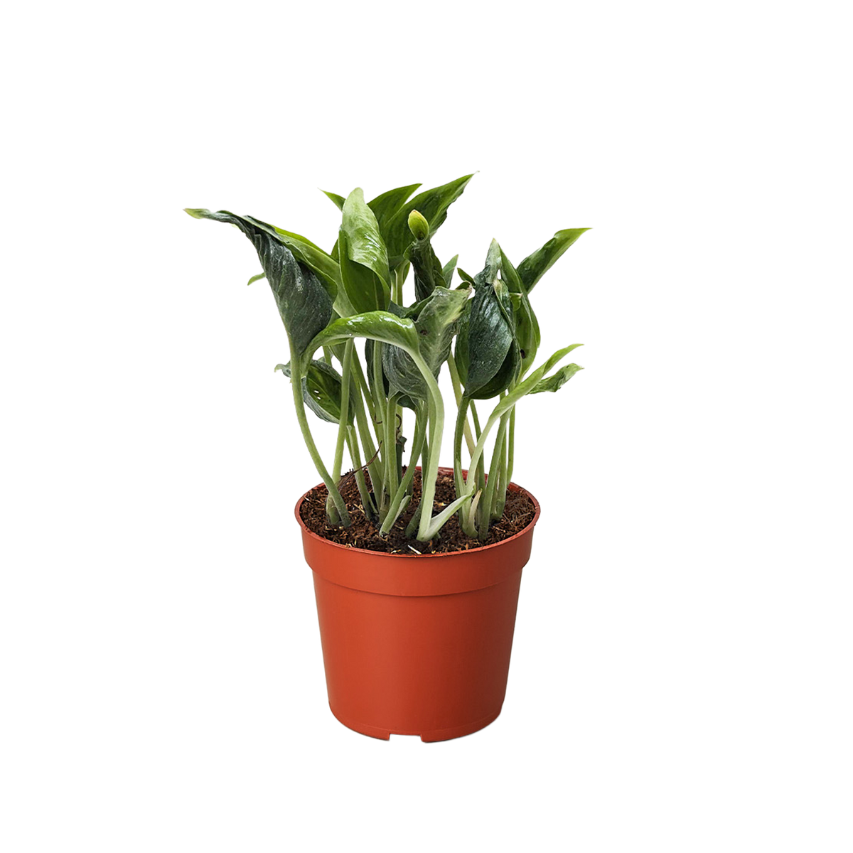 Pothos Shangri La with distinctive curled cupped green leaves trailing from nursery pot