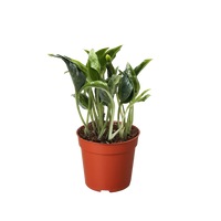 Pothos Shangri La with distinctive curled cupped green leaves trailing from nursery pot