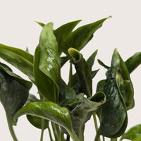 Pothos Shangri La with distinctive curled cupped green leaves trailing from nursery pot