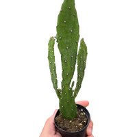 Drooping Prickly Pear Cactus