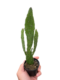 Drooping Prickly Pear Cactus